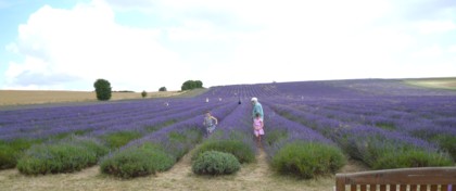 Lavender fields, Hitchin