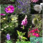 Collage of plants in the Physic Garden